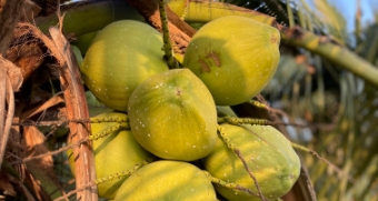 基于机器学习的智能气候适应性土地适宜性分析提升椰子产量潜力