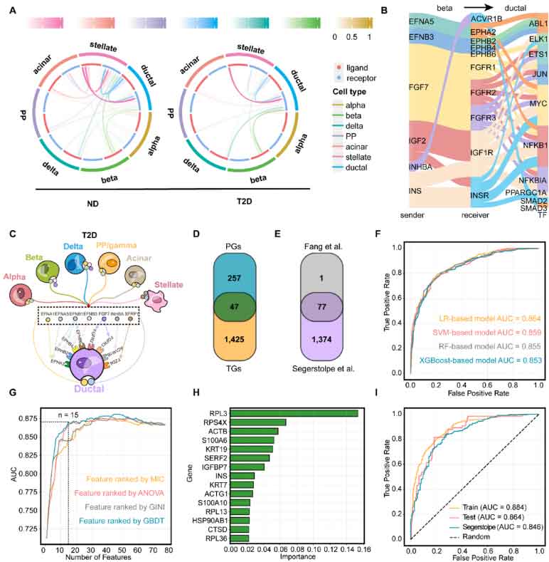 机器学习引导的单细胞图谱解析揭示2型糖尿病中胰腺多谱系失调的分子机制